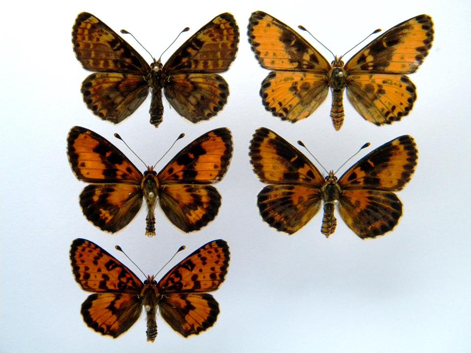 Melitaea didyma (aberrations, collection) (Internet Image property of respective owner, non-commercial use only)